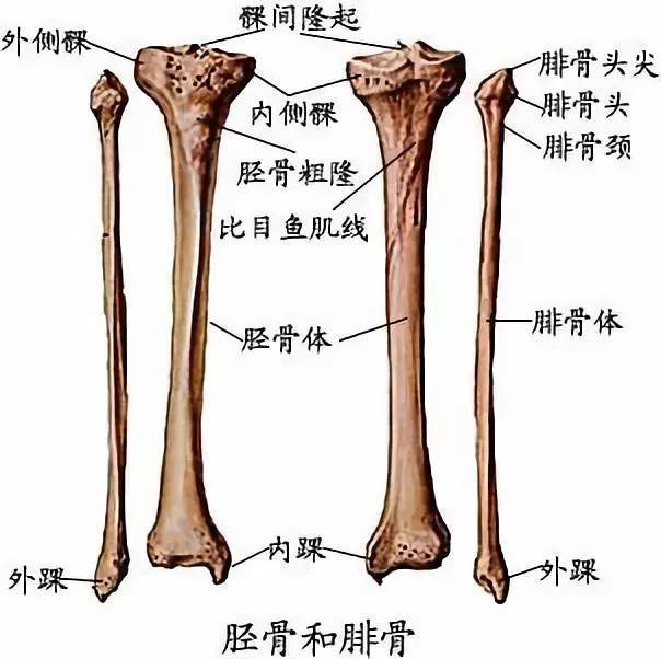 胫骨外侧有另一块小腿骨头,叫做腓骨