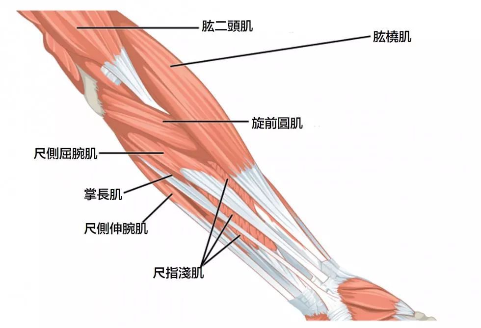 特别是抓握这个动作,会涉及到肱桡肌,桡侧伸腕长肌与伸指肌等前臂肌群