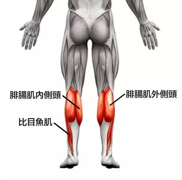3 比目鱼肌2腓肠肌内侧头1 腓肠肌外侧头小腿肌肉又可称为小腿三头肌