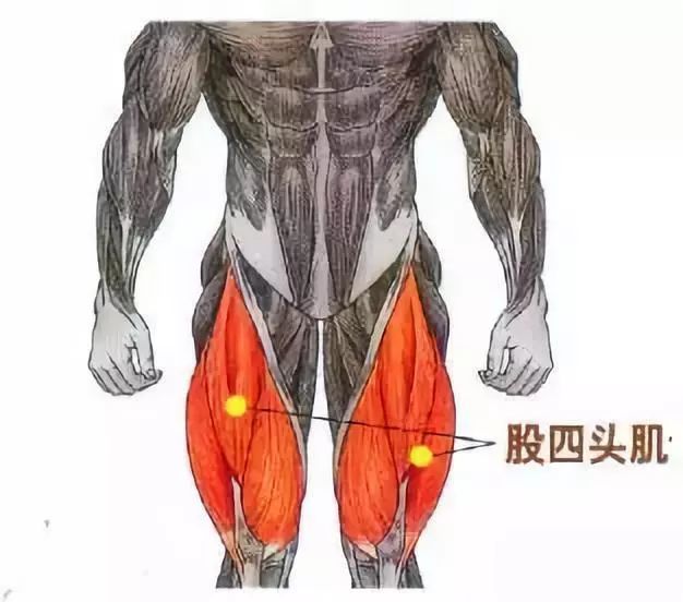 而与它相对的肌肉群是附着于骨盆前部的「股四头肌」(大腿前侧肌肉群)