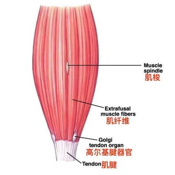 传递肌肉和肌腱活动引起的刺激.以梭形分布于肌肉和肌腱的接合处.
