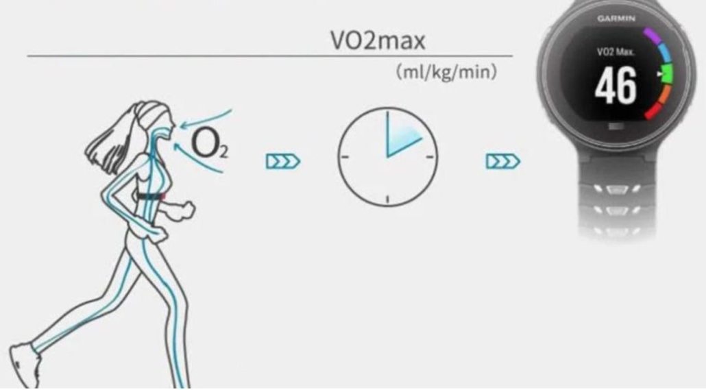 是什么决定了你的最大摄氧量