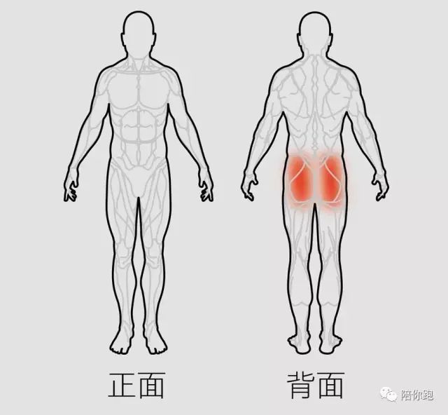 优秀的跑者离不开出色的臀肌如何放松是关键之一