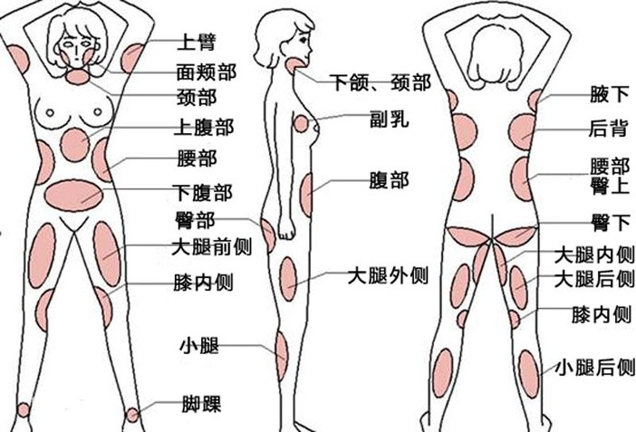 脂肪的形成与每天不同的时间段有关吗