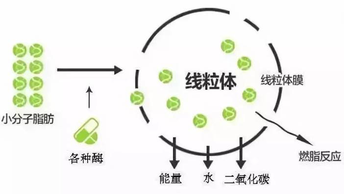 处于饥饿或能量长时间大量消耗时,脂肪组织中的脂肪就会被动员出来,在