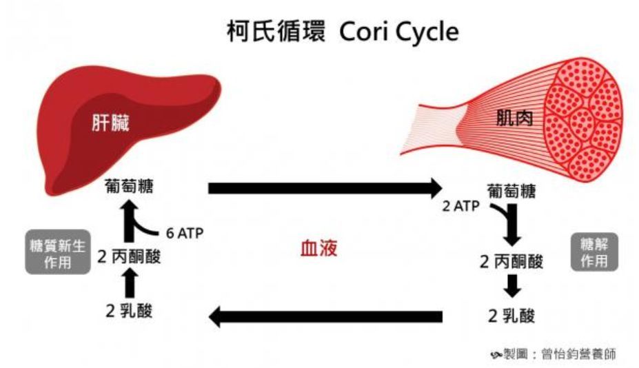 乳酸真的会让你在运动时肌肉疲劳吗