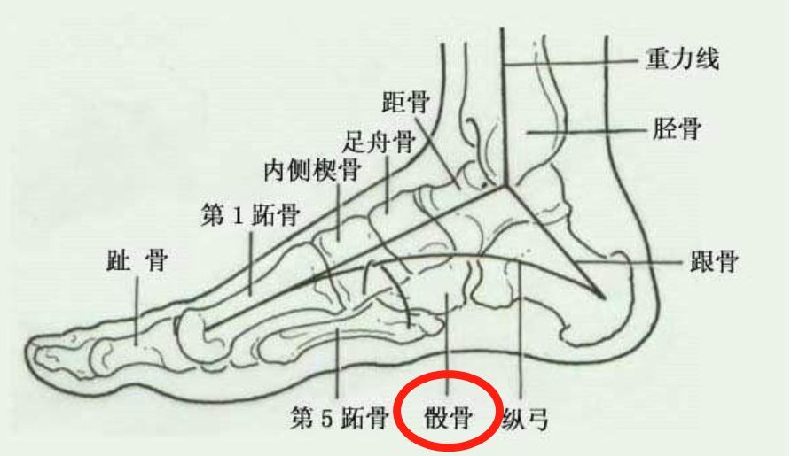 骰骨的读音图片