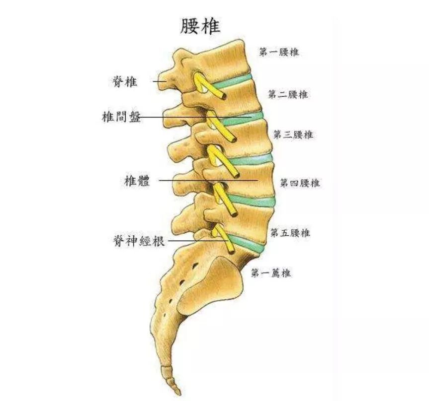 当患有梨状肌症候群时,会感到臀部中间或靠近荐椎或尾椎处的深部开始
