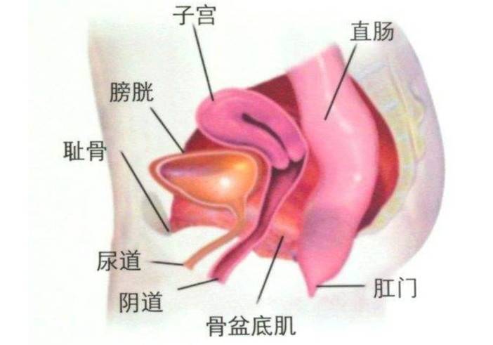 陪你强要加强核心力量不可忽视骨盆底肌的训练