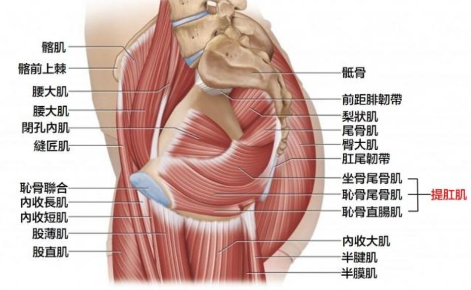 女性肌肉结构图示意图图片