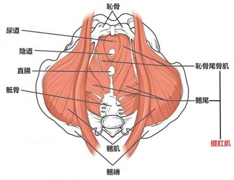 5个动作训练骨盆底肌1,凯格尔运动坐在地板或瑜珈垫
