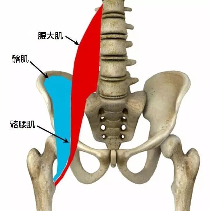 腰筋示意图图片