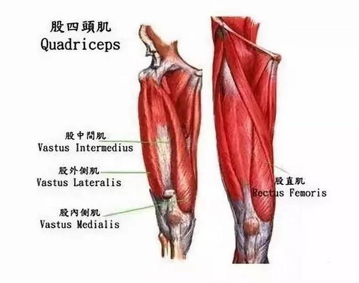 人体有一组非常强大的肌肉——股四头肌,它位于大腿前侧,是人体最大