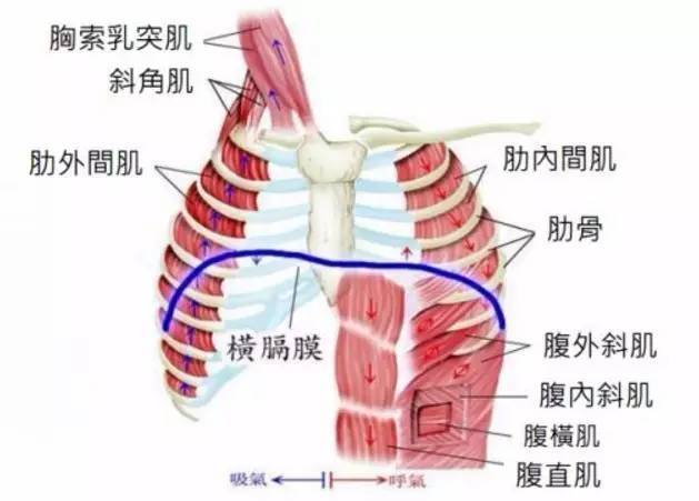 呼吸肌分为吸气肌(主要为横膈肌,肋外间肌)与呼气肌(肋内间肌和胸腹部