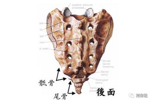 尾骨有存在的意义吗健康一分钟