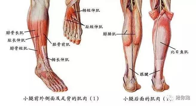 腳踝疼這10塊肌肉都與它有關