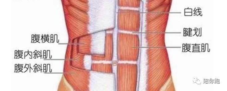 腰带越长寿命越短办公室心率轻运动31