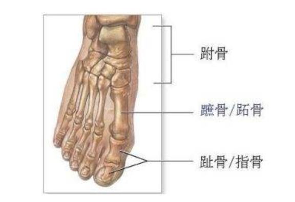 跖骨和趾骨怎么读图片