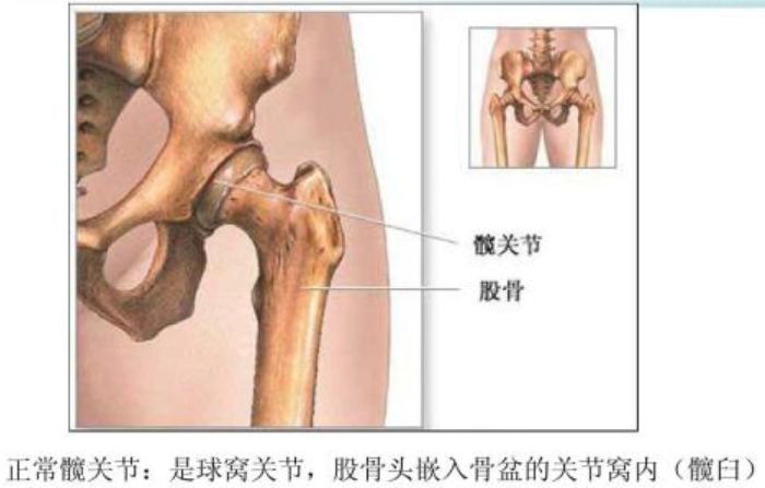 骨盆和大腿根的结构图图片