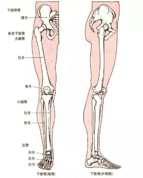 小腿迎面骨疼图片