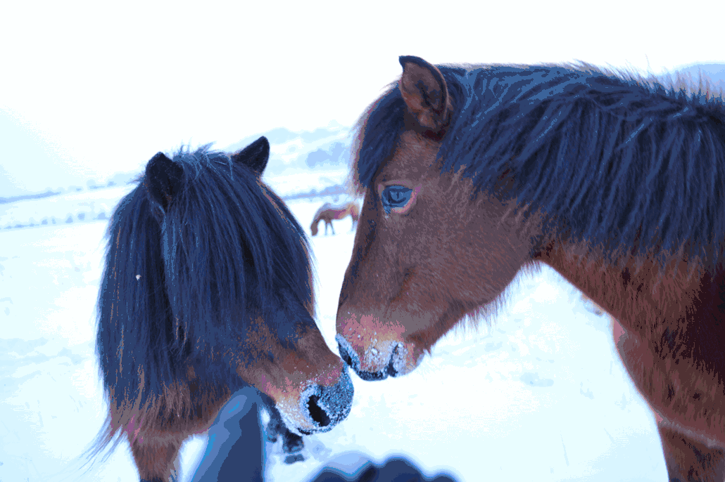 跃上马背,策马扬鞭,感受驰骋雪原的美妙 .