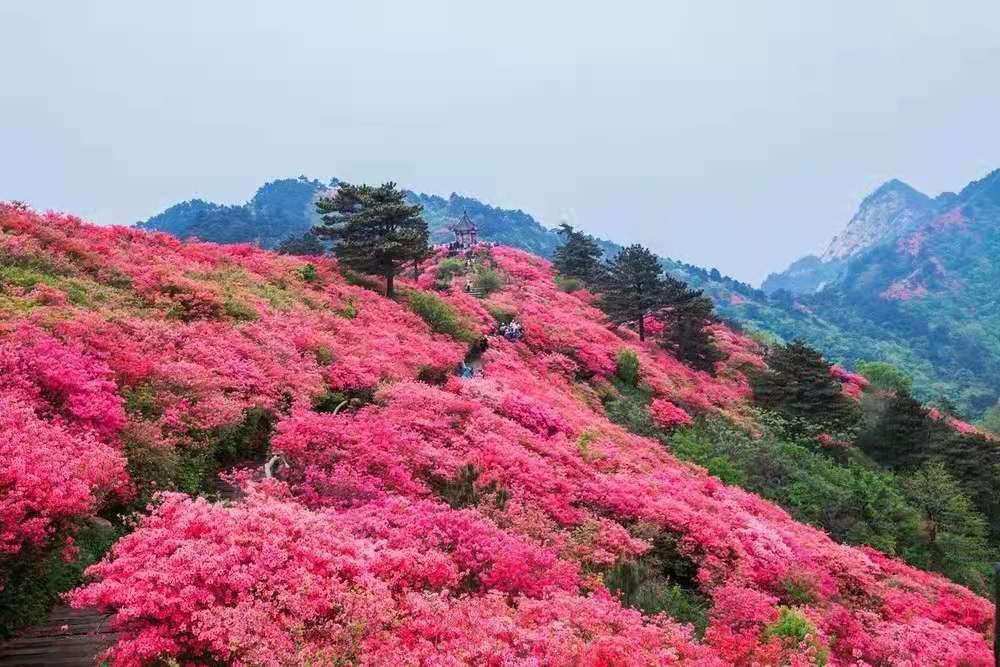 麻城看杜鹃一日游 天天发早上指定时间地点前往国家aaaa级景区龟峰山