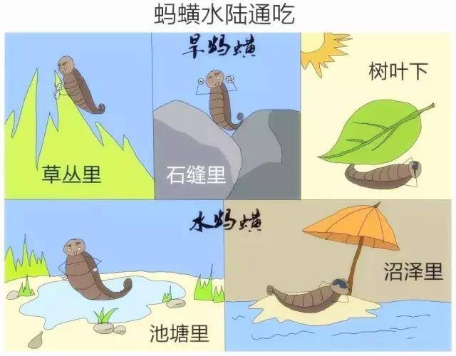 水陆两栖——蚂蟥在水中和陆地都有分布,地上有旱蚂蟥,水里有水蚂蟥.