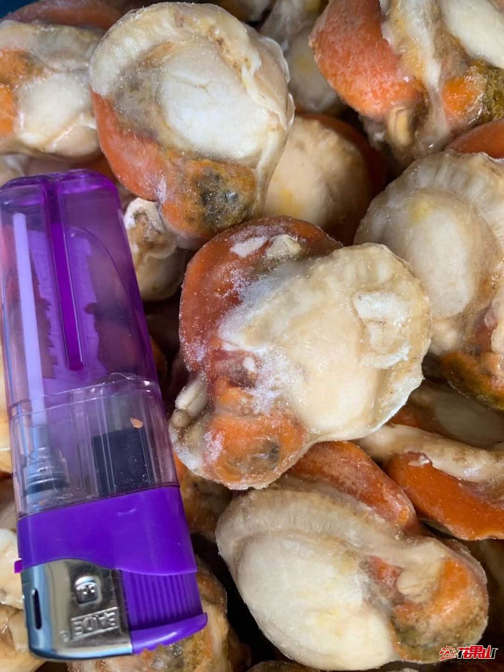 今年最新的原汁无冰鸳鸯贝 国产滴最大滴原汁扇贝肉型号10-20,5斤108