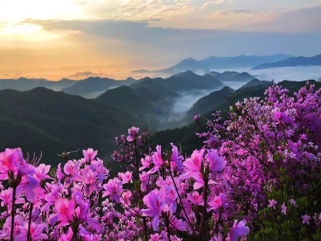 成行【阳光 | 紫杜鹃花开】4月10日(周日)漫山遍野紫色映山红,相约