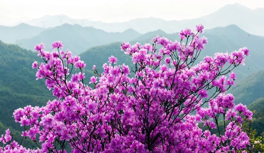 成行【阳光 | 紫杜鹃花开】4月10日(周日)漫山遍野紫色映山红,相约