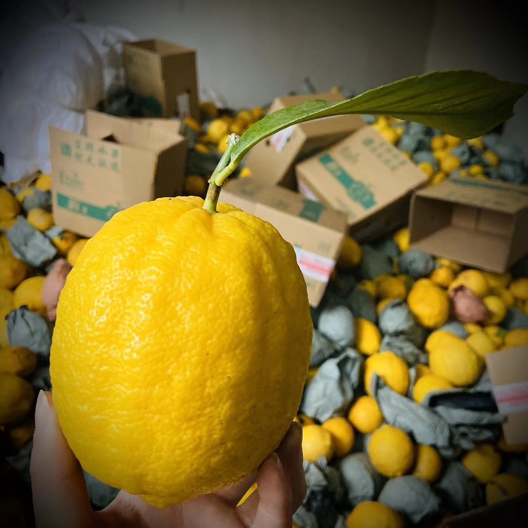 爱心助农之四川安岳柠檬免费送5斤自付邮费15元