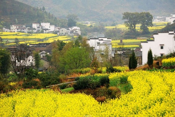 特特价59【花的海洋】3.16号（一天）安徽石潭金色的油菜花是这里的主色调