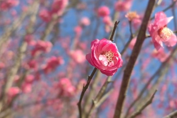 新昌【大佛寺免门票】 2.12（元宵节） 越国敦煌，大佛寺石窟，赏初春千亩红梅花