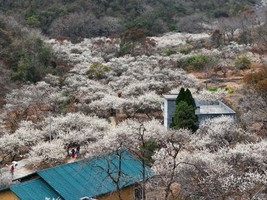 【广州出发丨水浪花谷】漫山遍野花开，打卡“清远小林芝”水浪花谷