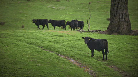 480_270gif 动态图 动图