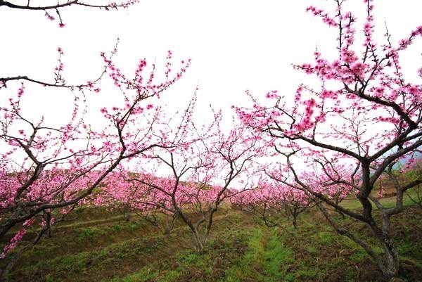 桃花山上賞桃花,野植園內賞景觀石——深呼吸戶外一日徒步活動