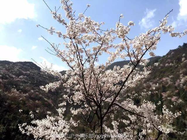 片惊艳了全国的樱花,3月24日周六让我们相约欣赏那穿越千年的布甲樱花