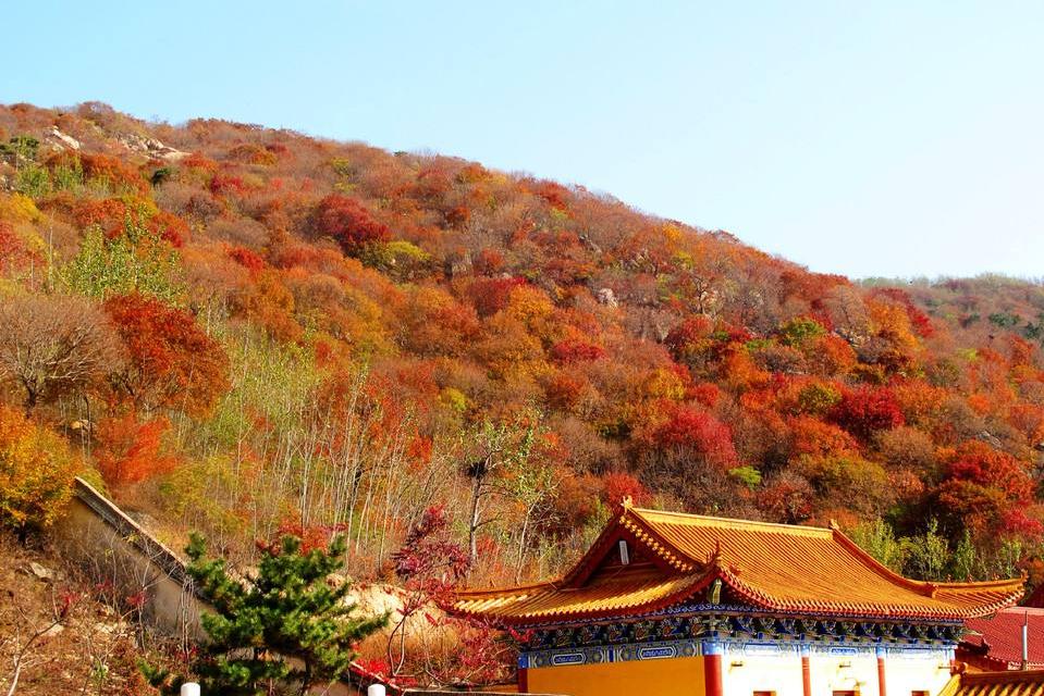 11月11,12日两期莱州寒同山赏枫叶,银杏林,采摘(葡萄,苹果,梨),挖野菜