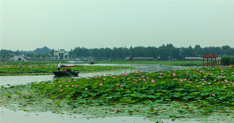 端午1日游华北明珠白洋淀荷花大观园芦苇荡泛舟荷花丛周末节假日天天