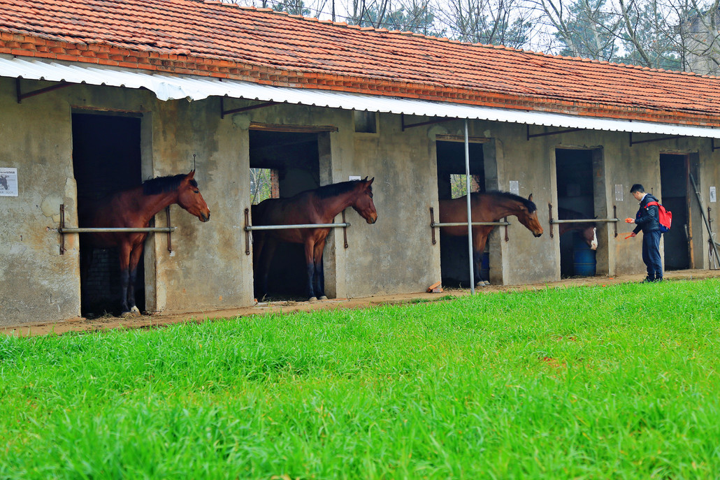 2,马厩参观,静距离接触马,马的品种与血统介绍(15分钟)
