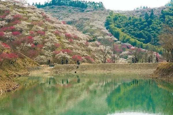 17日安吉梅花溝賞梅