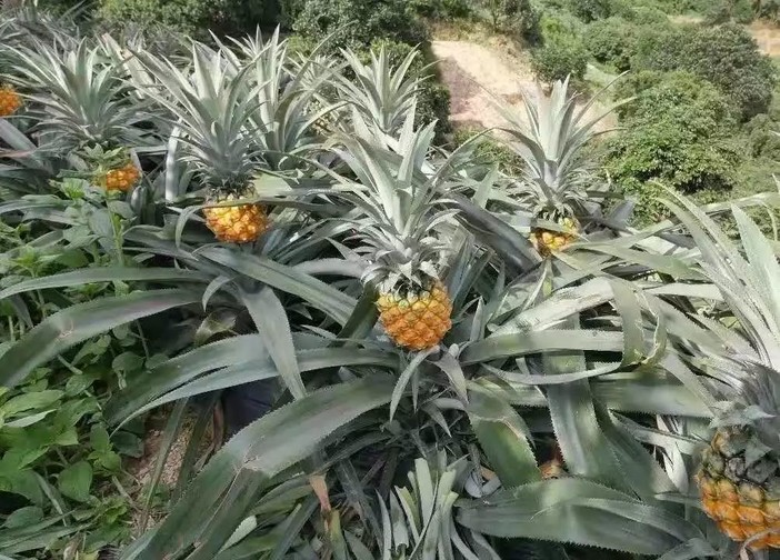 神灣背山面海,雨水充沛,土地肥沃,適合菠蘿的生長.