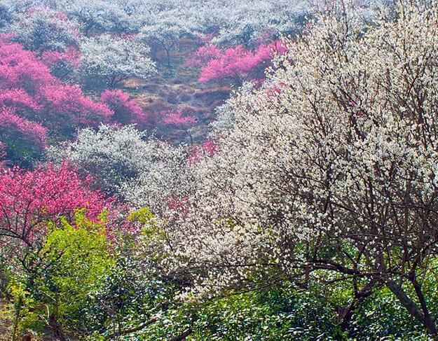 【春天花事】2月23日,安吉~梅花溝,賞梅林竹海盛景,春色撩人!