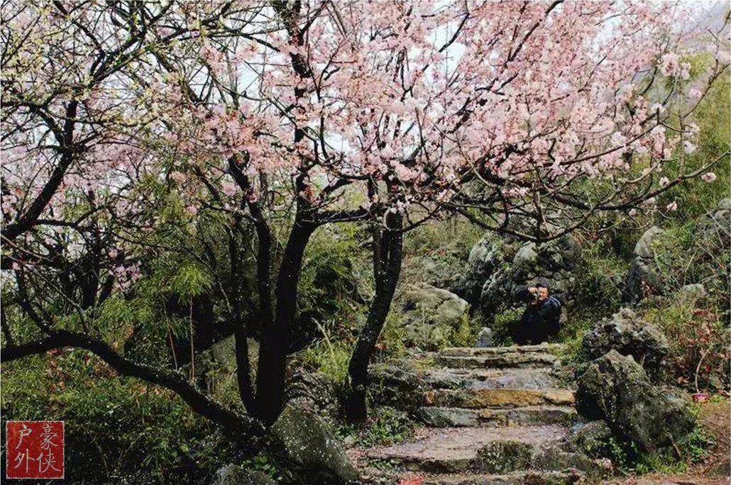 3月31日 | 葛仙山野櫻花登山行攝一日行