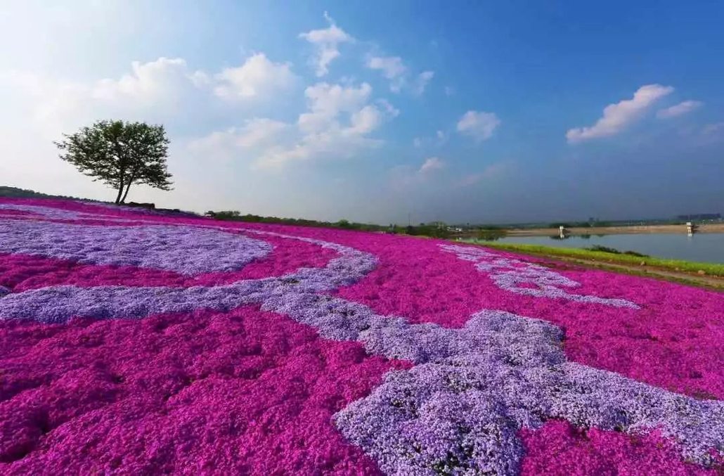 合肥芝樱花海图片