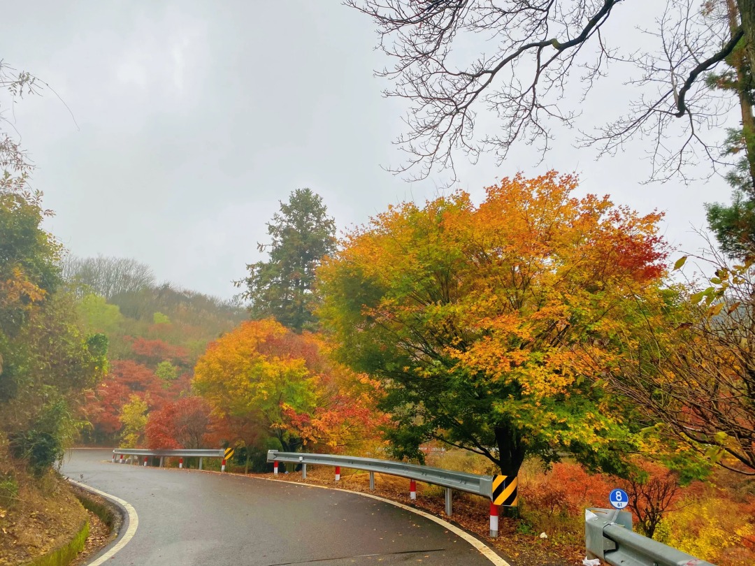 四明山梨白线红枫进入最佳观赏期_l c x。_来自小红书网页版.jpg