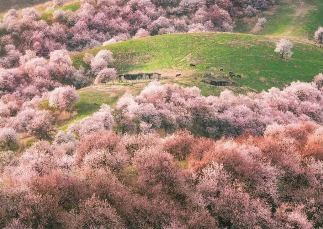 杏花沟/大西沟/独家冰百合/赛里木湖/库木塔格沙漠/吐鲁番/乌鲁木齐