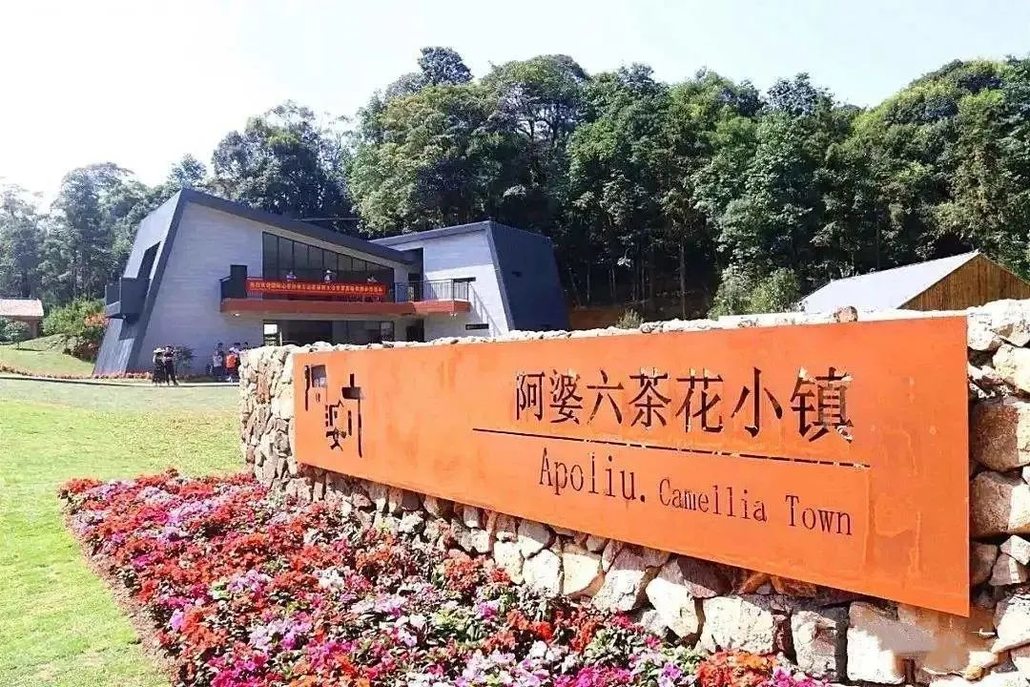 【2月27日 周六丨休闲徒步】春意浓系列~阿婆六茶花小镇的玉兰花开啦!