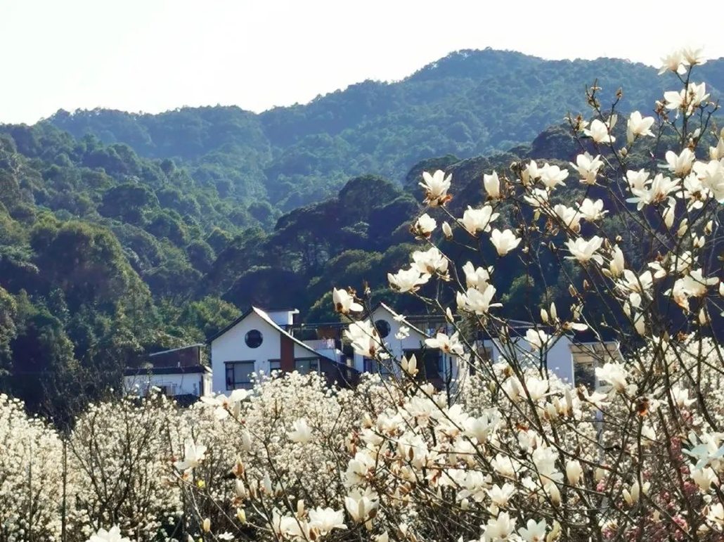 【2月27日 周六丨休闲徒步】春意浓系列~阿婆六茶花小镇的玉兰花开啦!