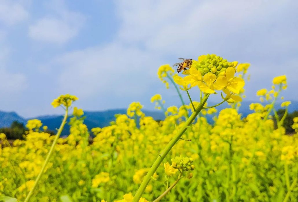 【3月15-20日】遇見漢中油菜花 · 輕奢賞花6日遊 - 惠玩戶外 - 惠州